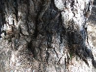 ppinazzu-20100402 080